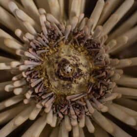 Polished Metal Wall Sconces, Pair, 1970s