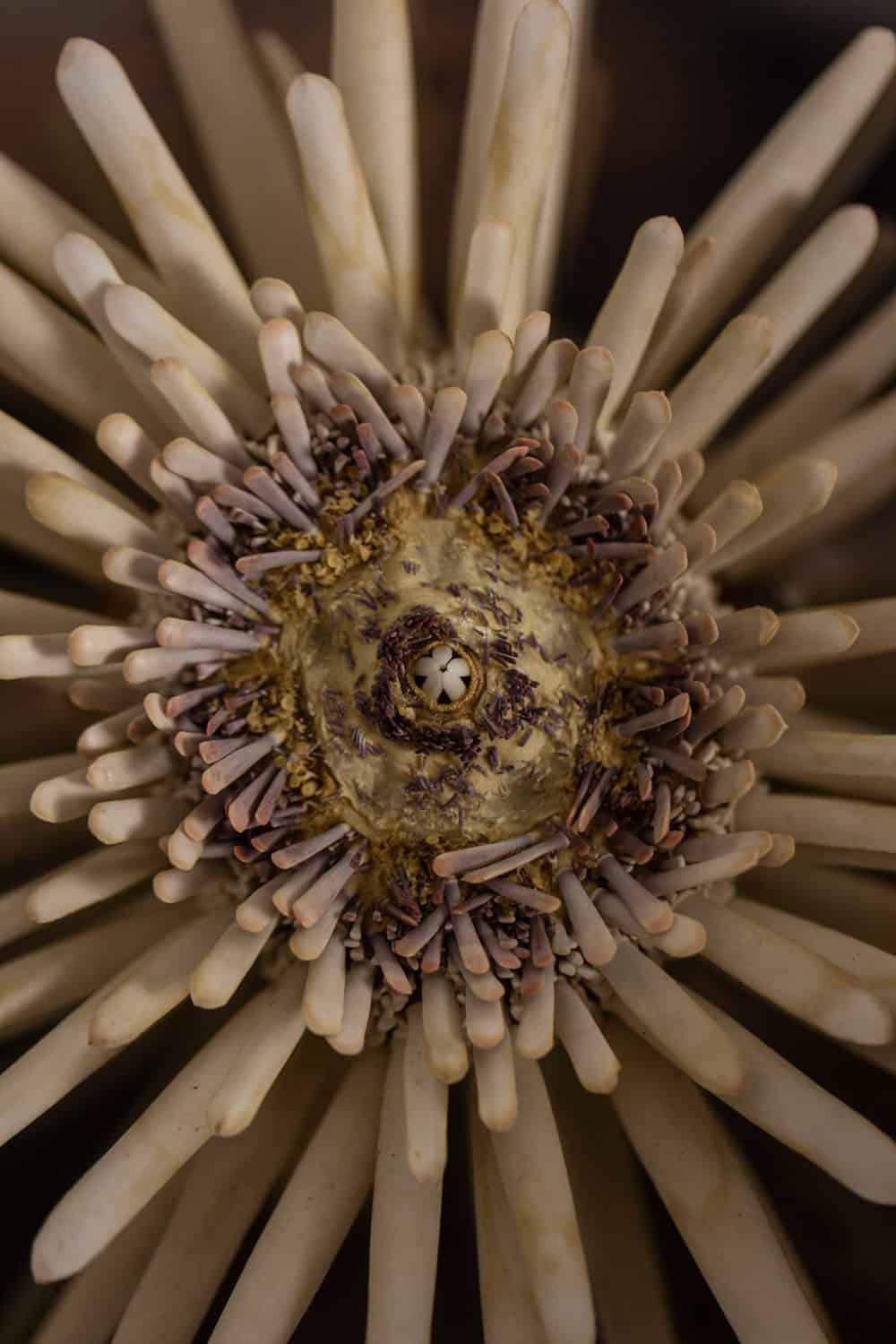 Polished Metal Wall Sconces, Pair, 1970s - Image 5