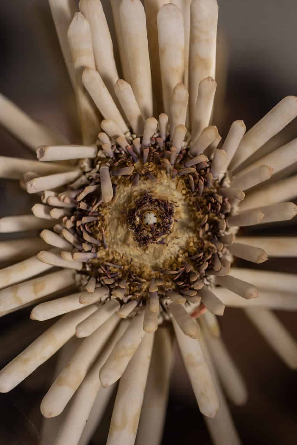 Polished Metal Wall Sconces, Pair, 1970s - Image 7