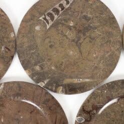 Set of 7 Fossil Marble Plates - Detail One - Styylish