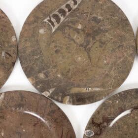 Set of 7 Fossil Marble Plates